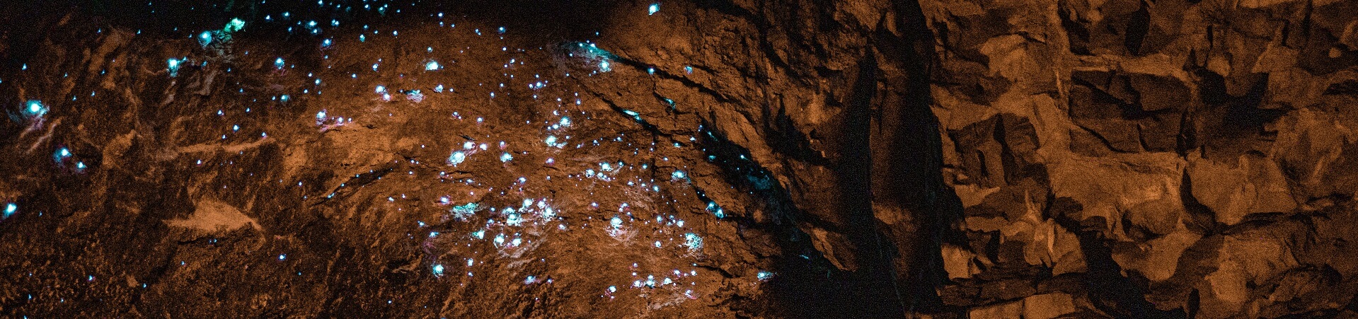 When can you see glow worms at the Natural Bridge?