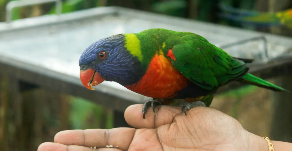 Lorikeet Feeding