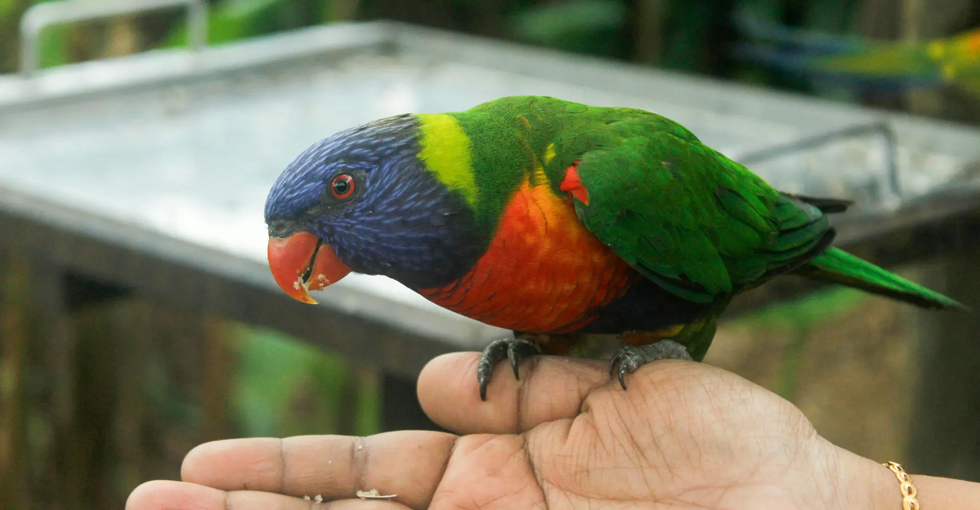 Lorikeet Feeding